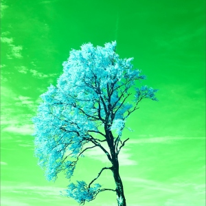 Tree with blue leaves under green sky (Portait)