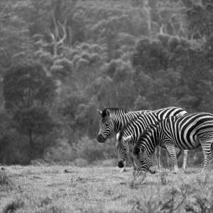Zebras (Landscape)