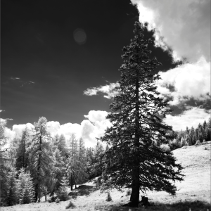 Evergreen tree (Portait)