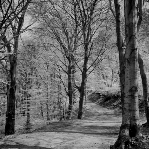 Winding forest path (Portait)