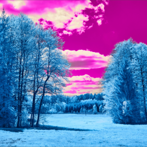 Vibrant winter forest with pink sky (Landscape)